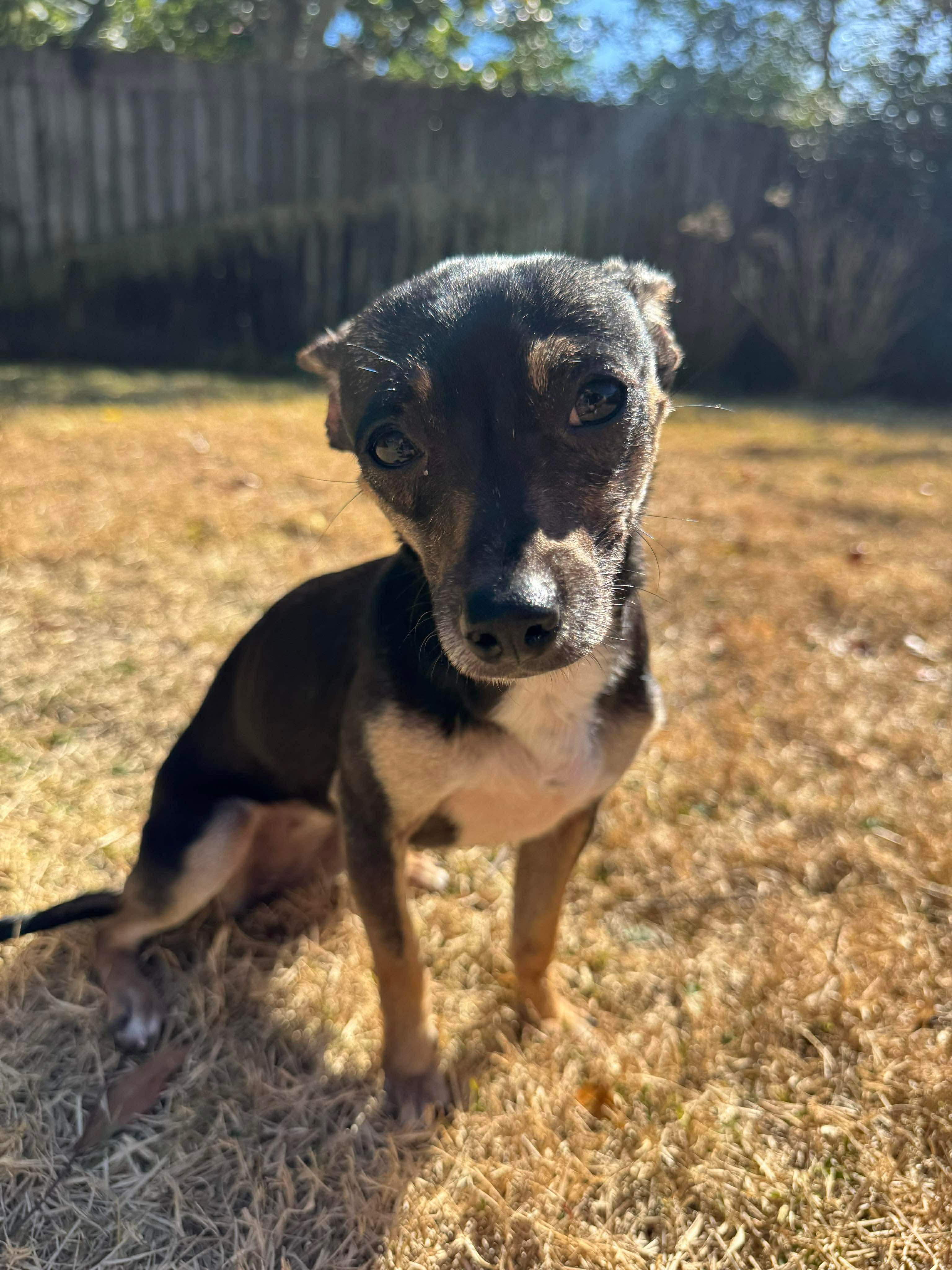 Enlarge Myla, a ADOPTABLE Chihuahua in Milton, FL image 3/4