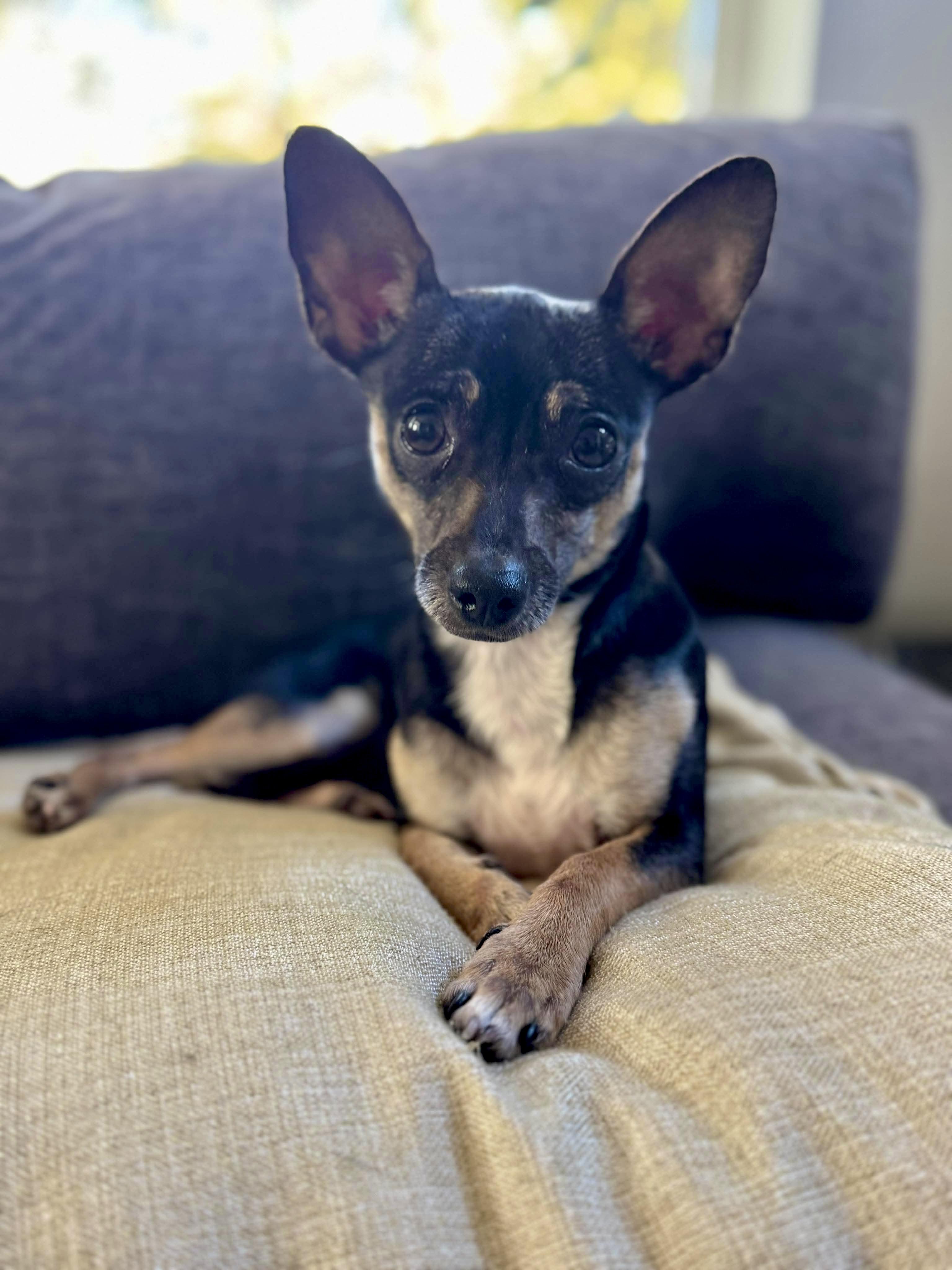 Myla, ADOPTABLE, Young Female Chihuahua.