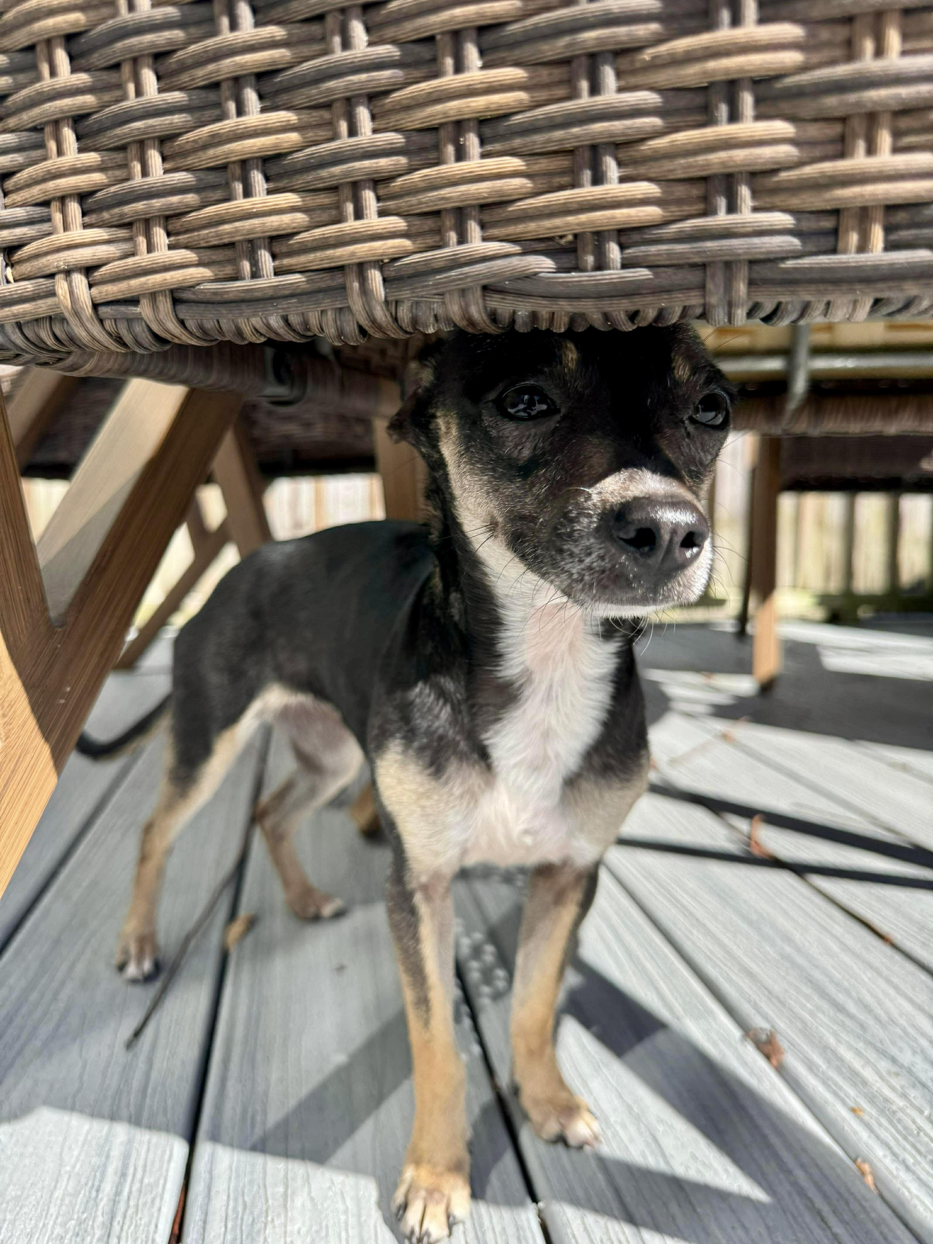 Enlarge Myla, a ADOPTABLE Chihuahua in Milton, FL image 4/4