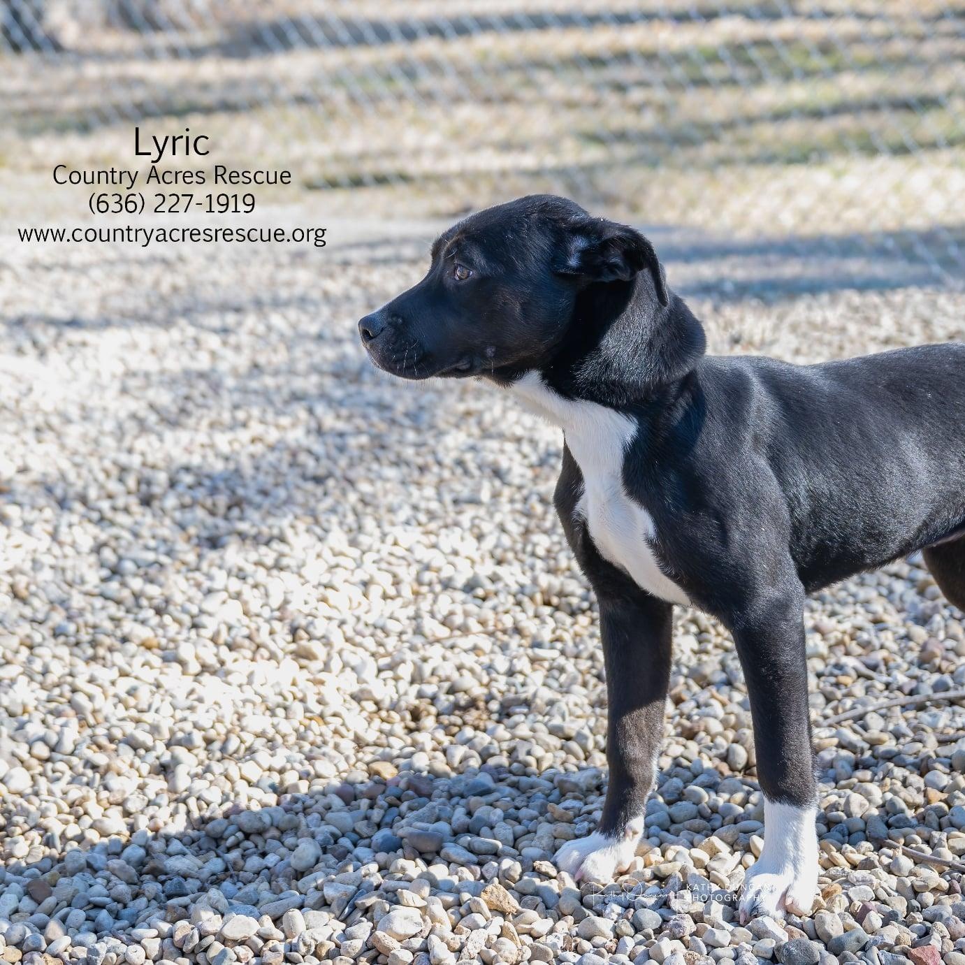 Enlarge Lyric, a ADOPTABLE mixed breed in Manchester, MO image 3/3