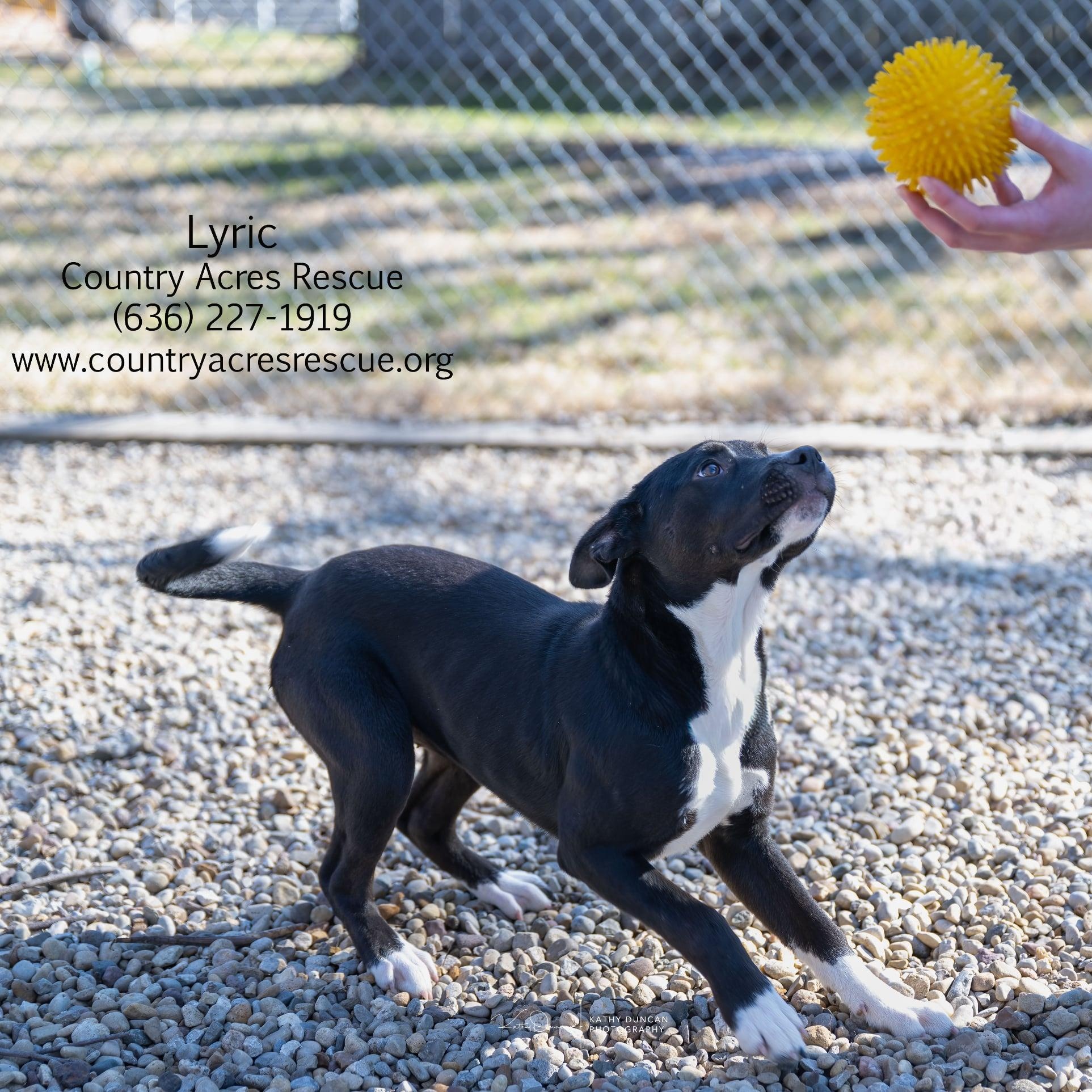Enlarge Lyric, a ADOPTABLE mixed breed in Manchester, MO image 1/3
