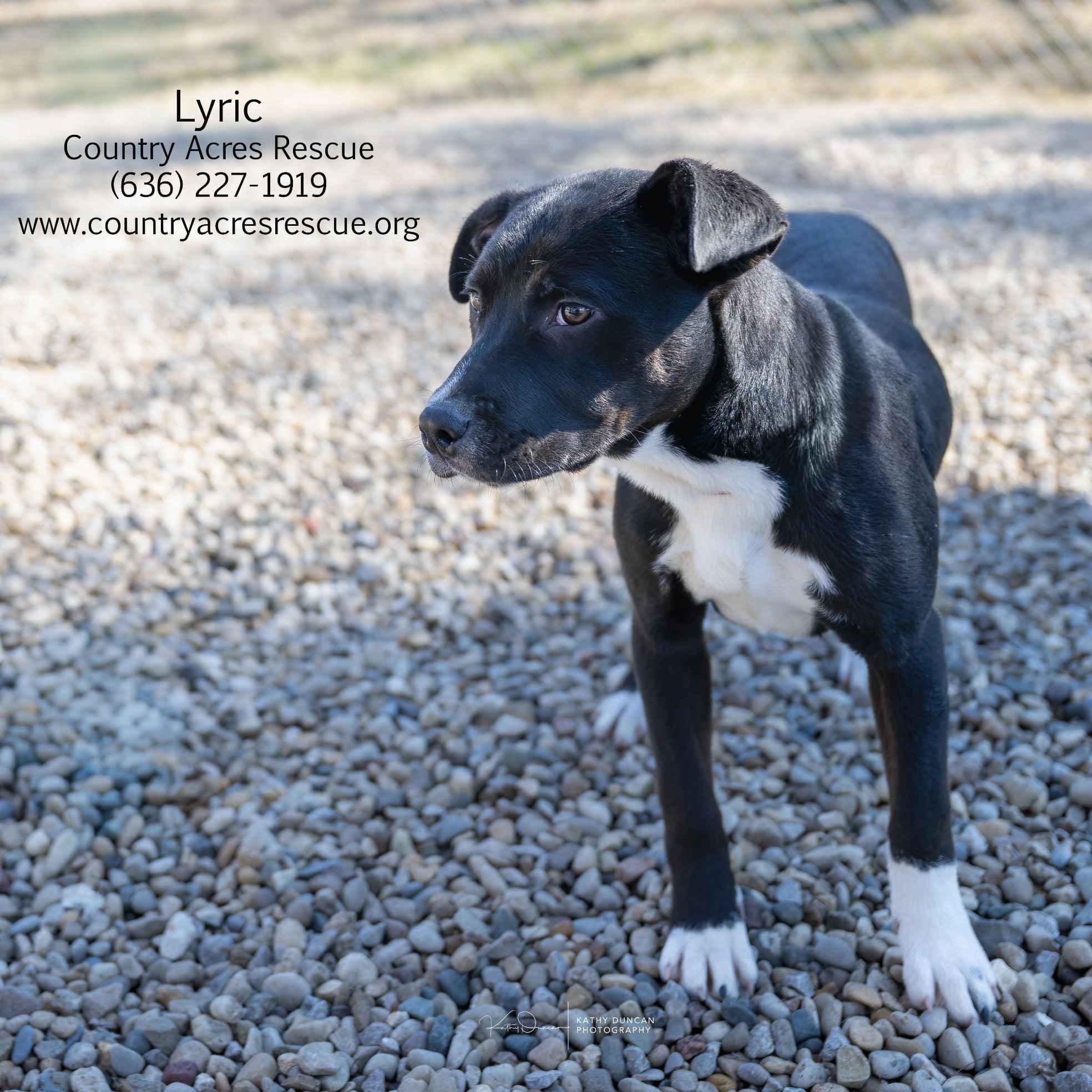 Enlarge Lyric, a ADOPTABLE mixed breed in Manchester, MO image 2/3