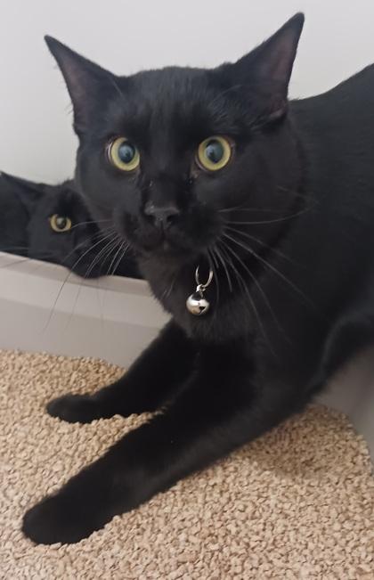 Jessie, Adoptable, Young Male Domestic Short Hair & Domestic Short Hair.