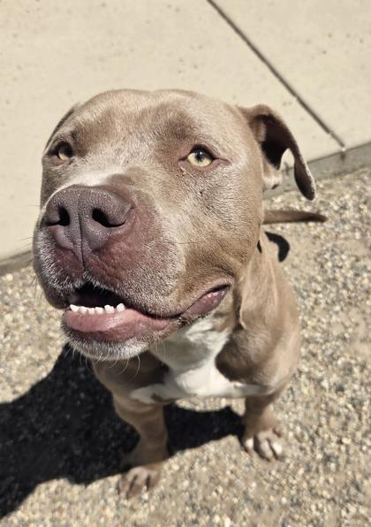 Sargent, Adoptable, Adult Male Pit Bull Terrier & Mixed Breed.