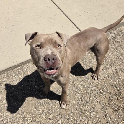 Enlarge Sargent, a Adoptable mixed breed in South Bend, IN image 3/3