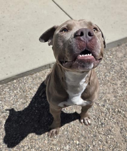 Enlarge Sargent, a Adoptable mixed breed in South Bend, IN image 2/3
