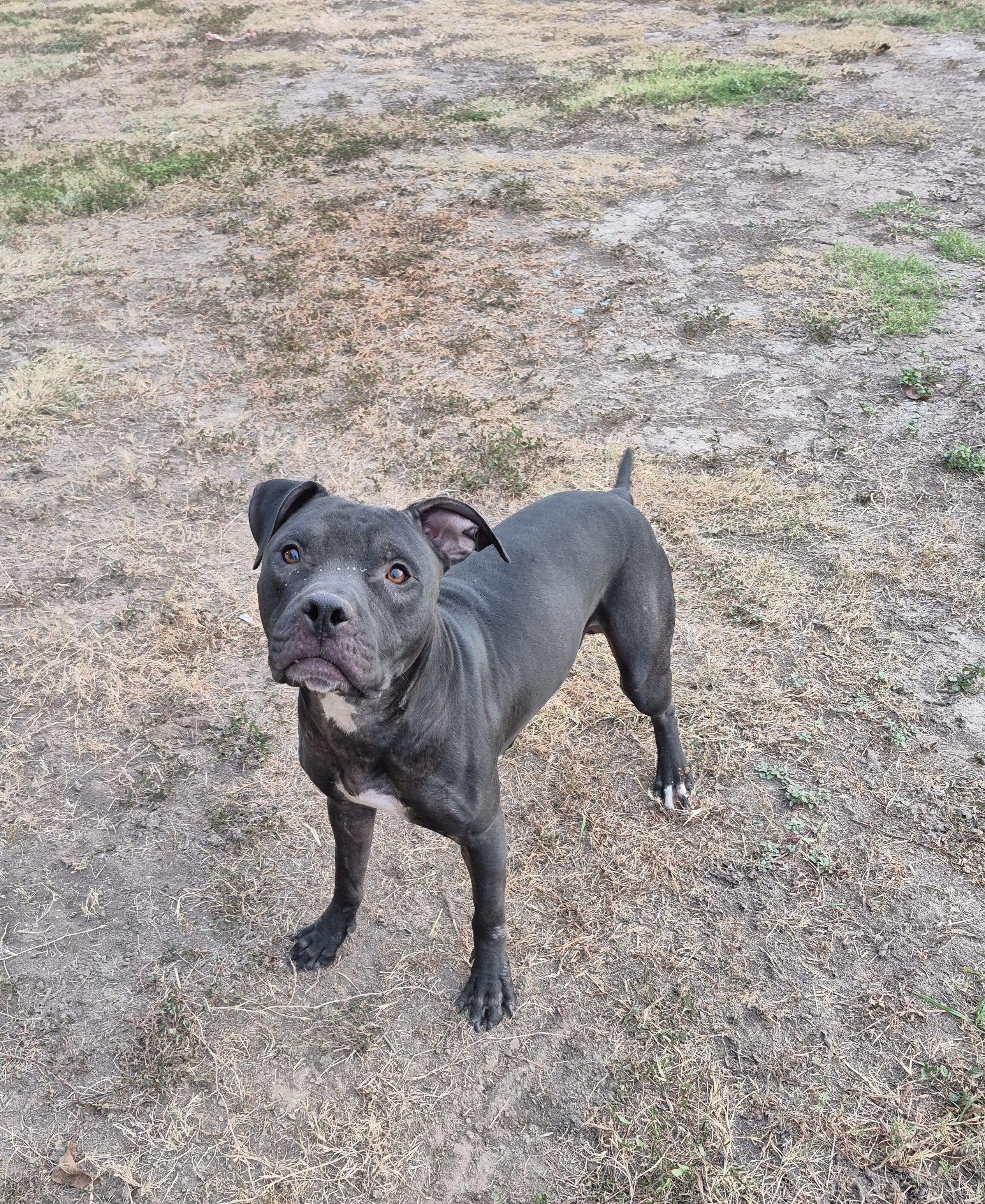 Hopper, Adoptable, Adult Male Mixed Breed.