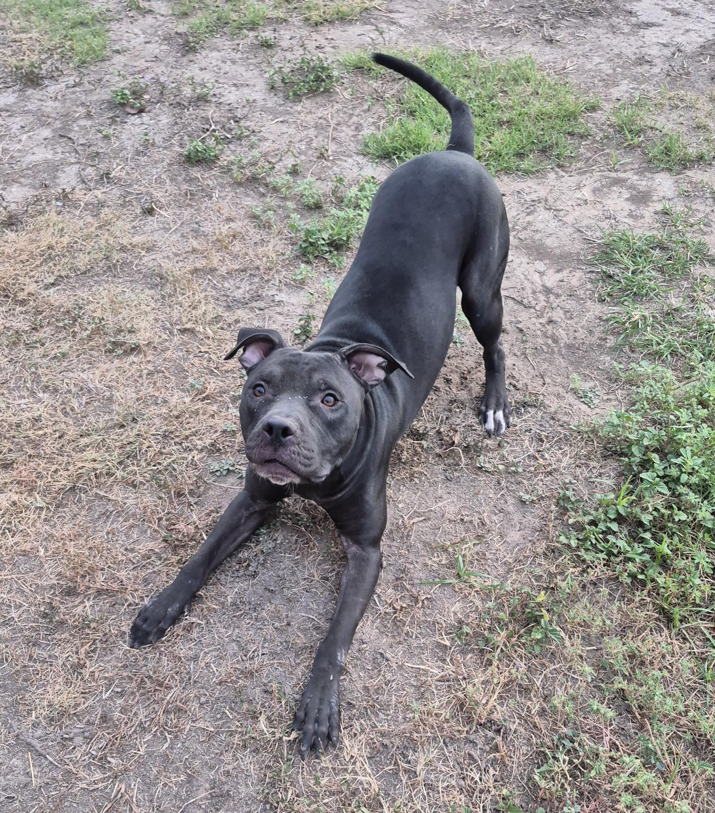 Enlarge Hopper, a Adoptable Mixed Breed in Schertz, TX image 2/4