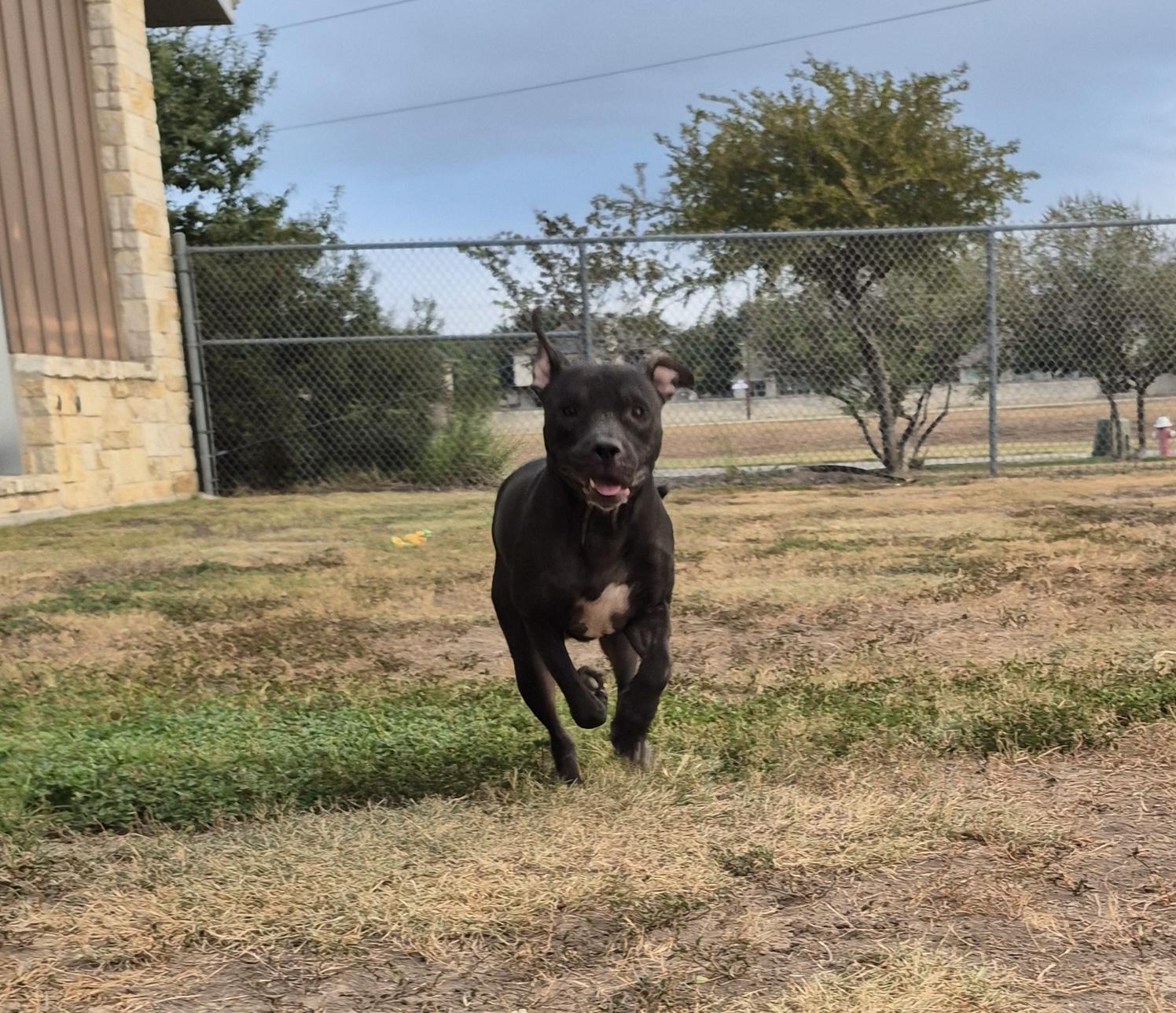 Enlarge Hopper, a Adoptable Mixed Breed in Schertz, TX image 3/4