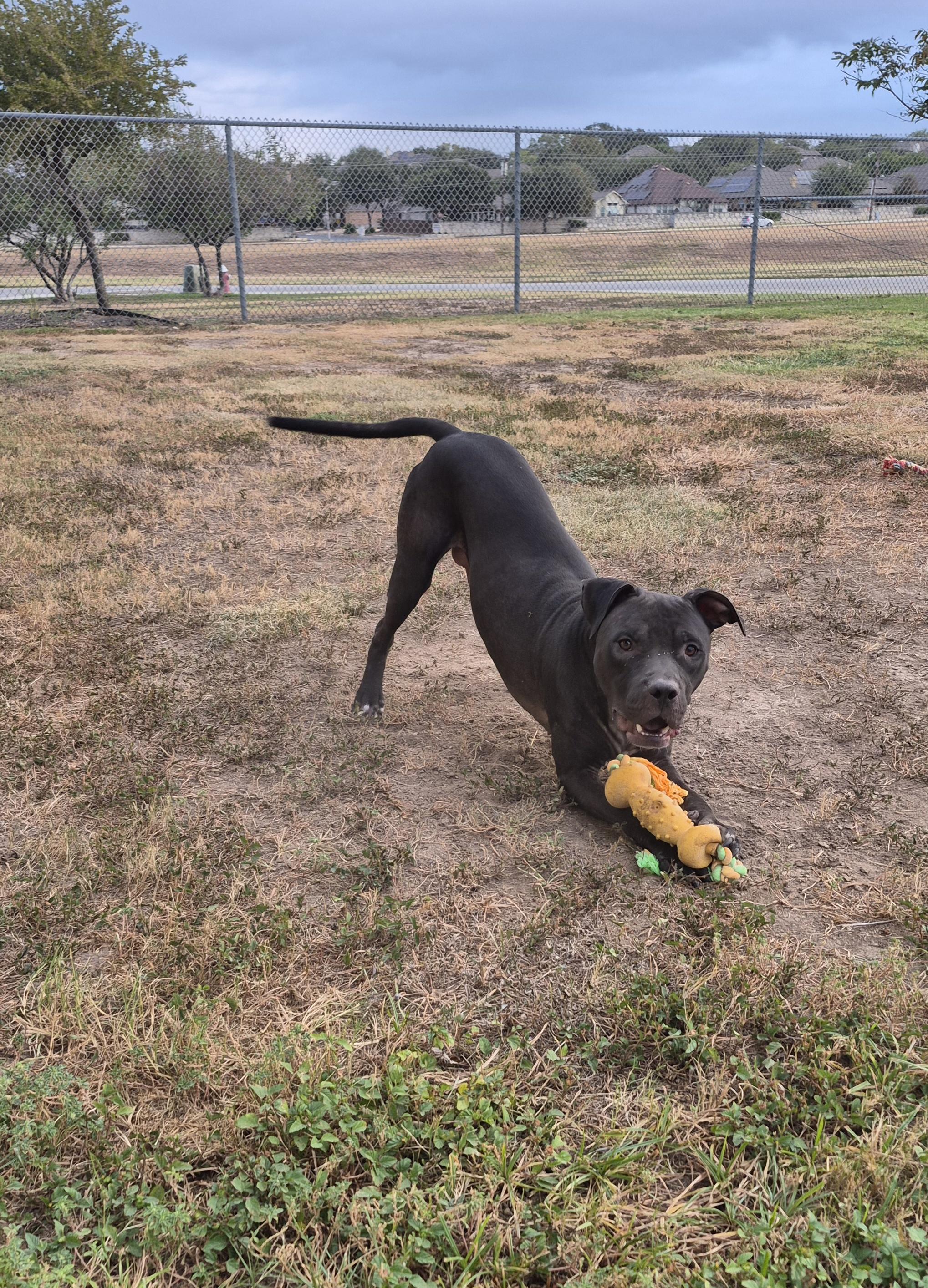 Enlarge Hopper, a Adoptable Mixed Breed in Schertz, TX image 4/4