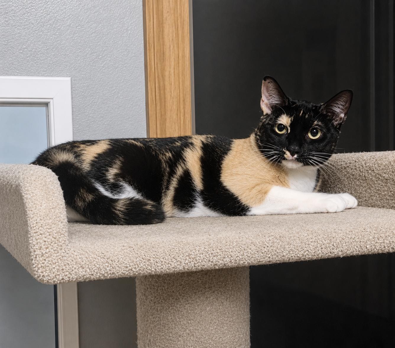 Tiana & Talia BONDED PAIR, ADOPTABLE, Young Female Calico.