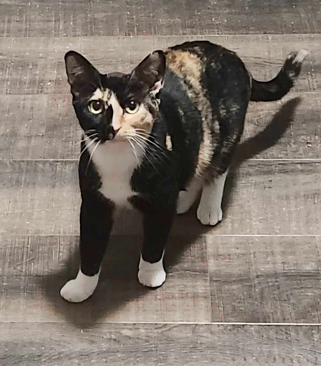 Tiana & Talia BONDED PAIR, a ADOPTABLE Calico in Farmington, MN image 2/2