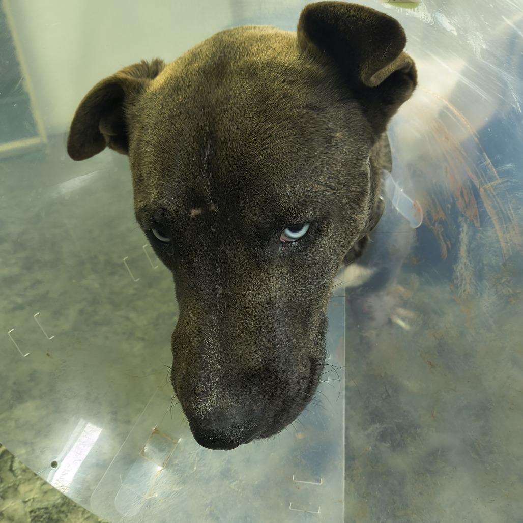 Fife, a Adoptable mixed breed in Moses Lake, WA image 1/2