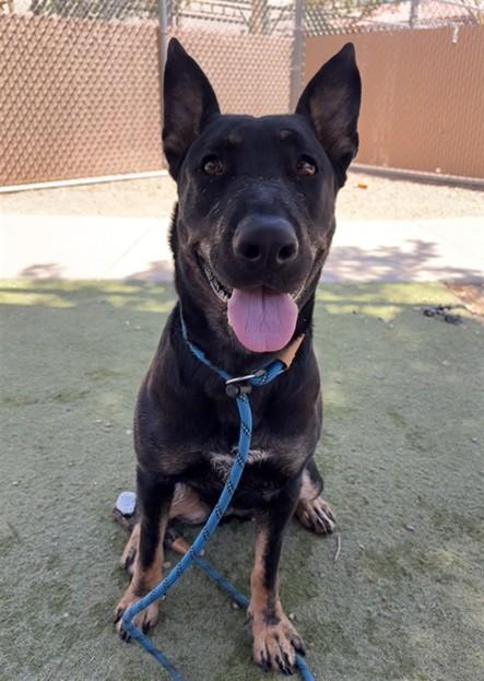 AMIRA, Adoptable, Young Female German Shepherd Dog & Rottweiler.