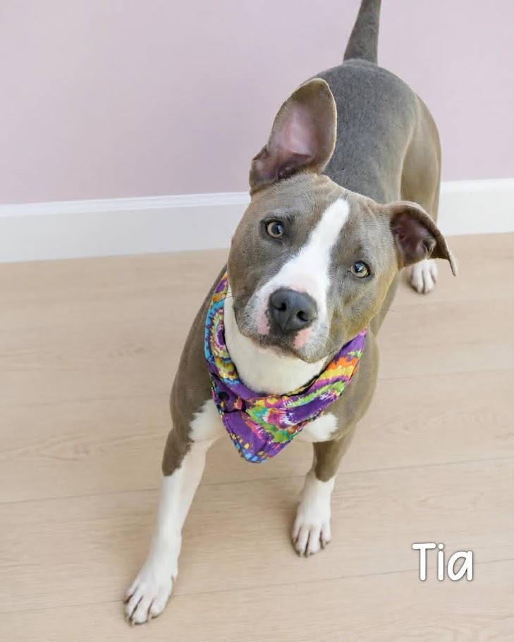 Tia, Adoptable, Adult Female Pit Bull Terrier.