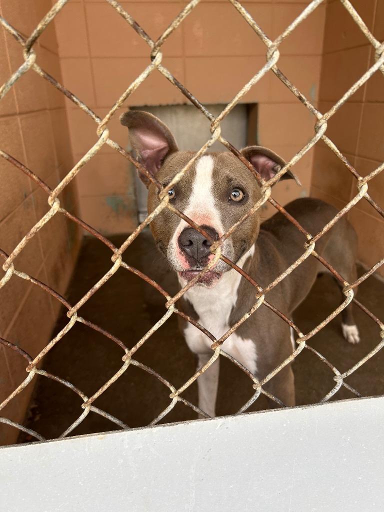 Enlarge Tia, a Adoptable Pit Bull Terrier in Gautier, MS image 1/1