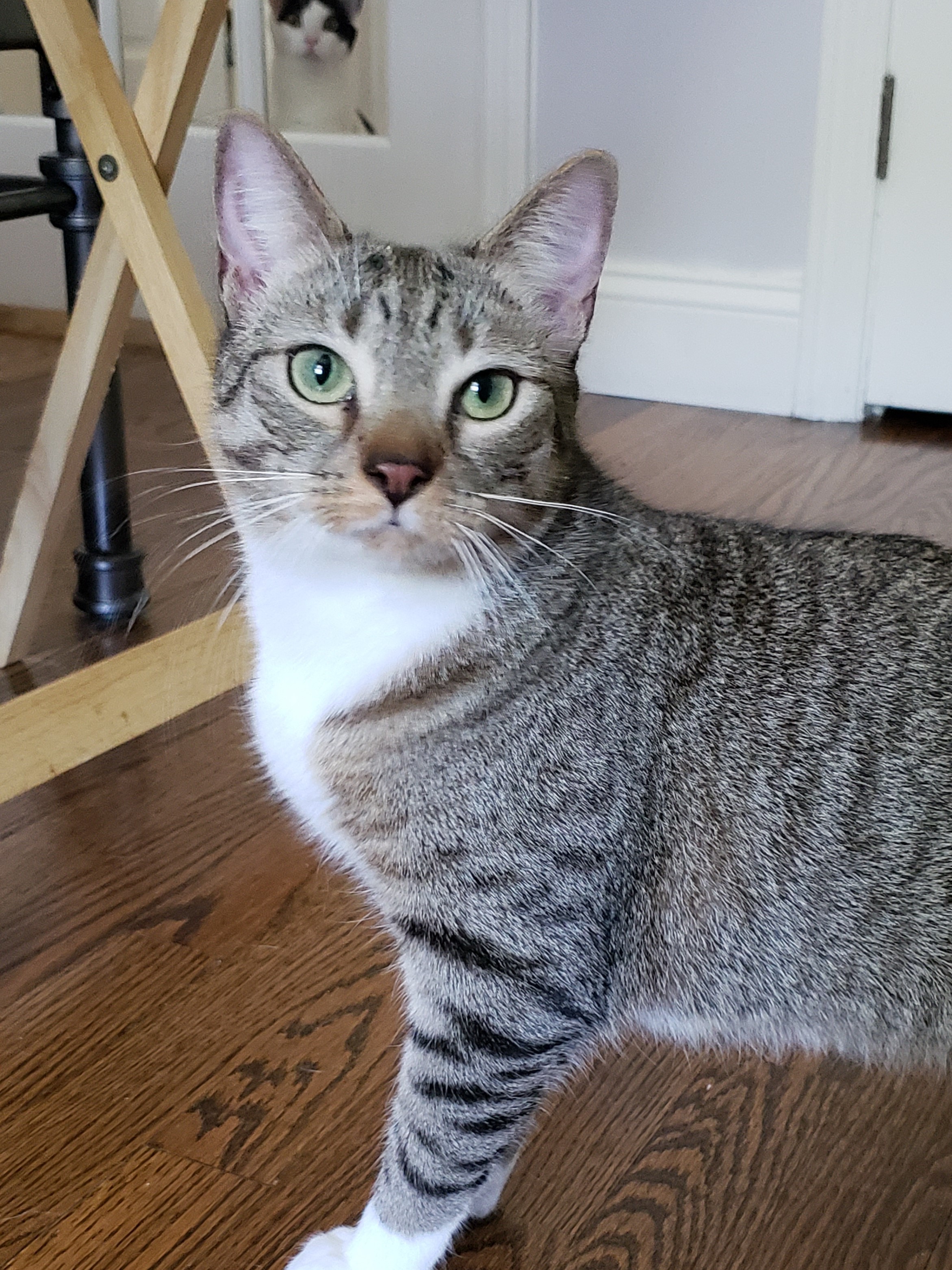 Sweet Water, a Adoptable Domestic Short Hair in Highland Park, NJ image 1/6