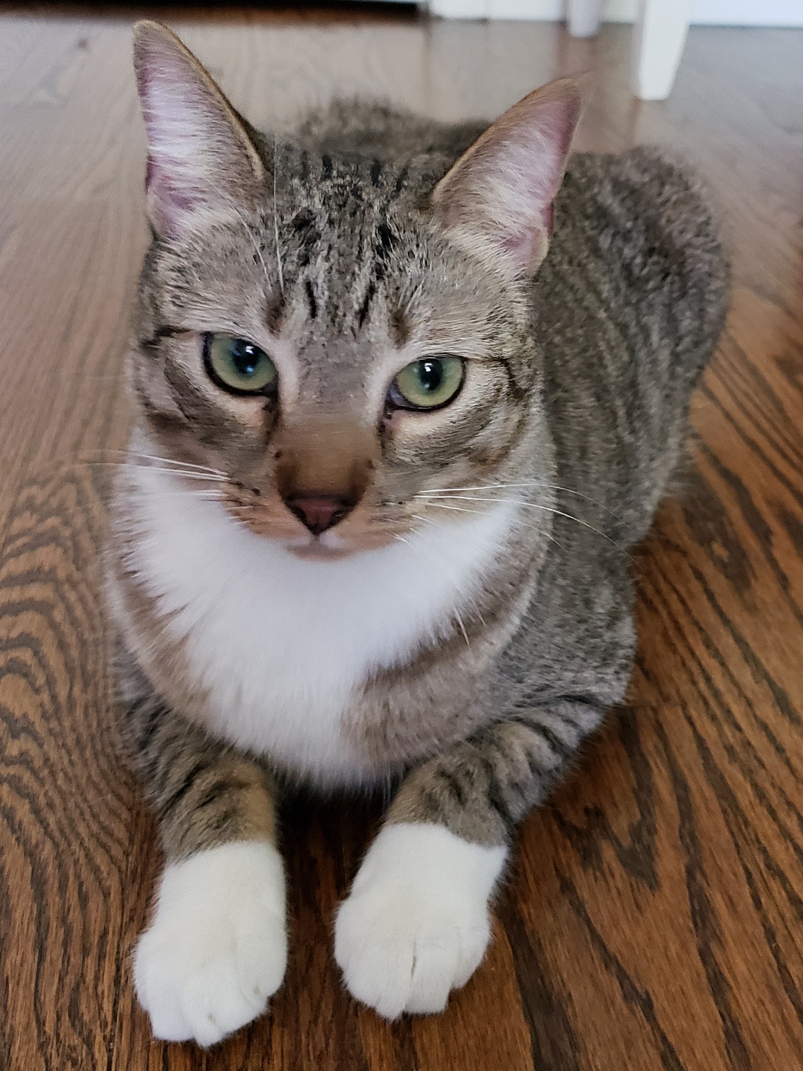 Sweet Water, a Adoptable Domestic Short Hair in Highland Park, NJ image 2/6