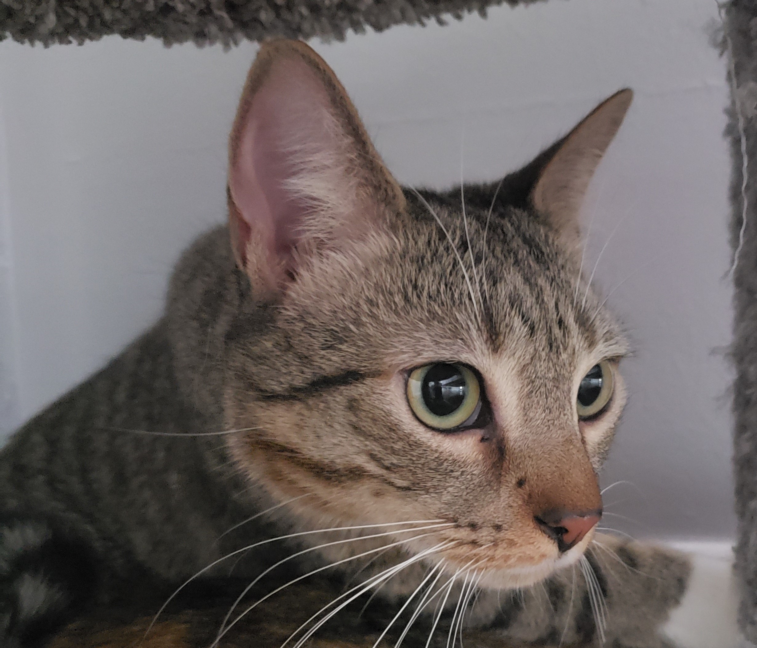Sweet Water, a Adoptable Domestic Short Hair in Highland Park, NJ image 3/6