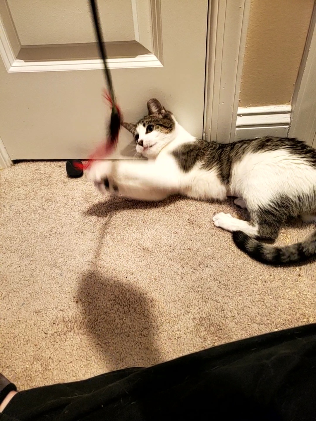 Enlarge Zinnia, a Adoptable mixed breed in Columbia, MD image 1/4