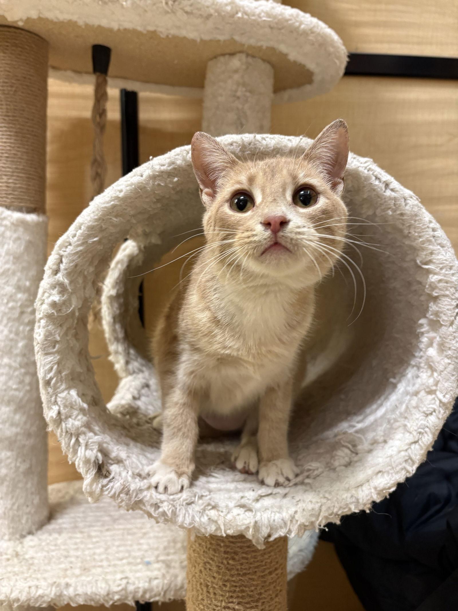 January, Adopted, Young Female Domestic Short Hair & Tabby.