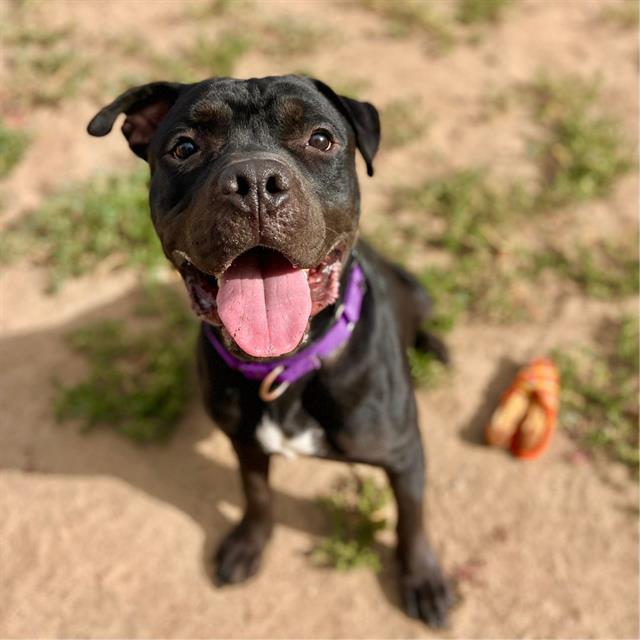Pete, Adoptable, Adult Male American Bulldog.
