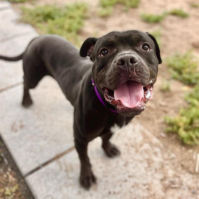 Enlarge Pete, a Adoptable American Bulldog in Fort Collins, CO image 2/2