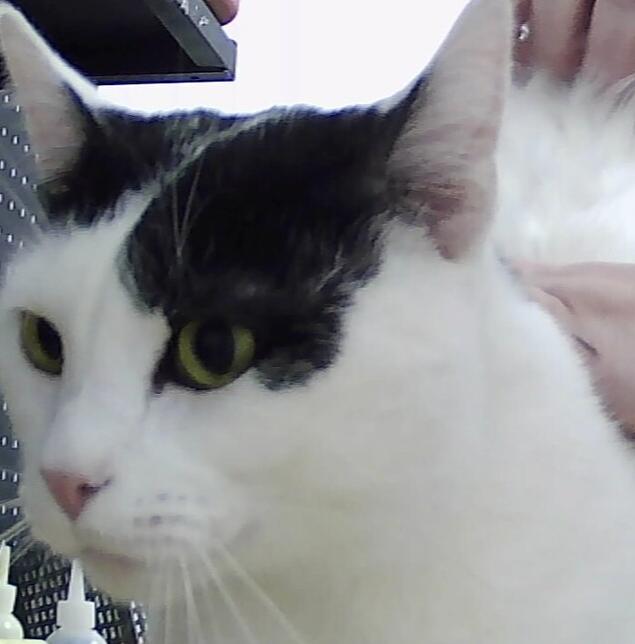 Andy, Adoptable, Adult Male Domestic Short Hair.