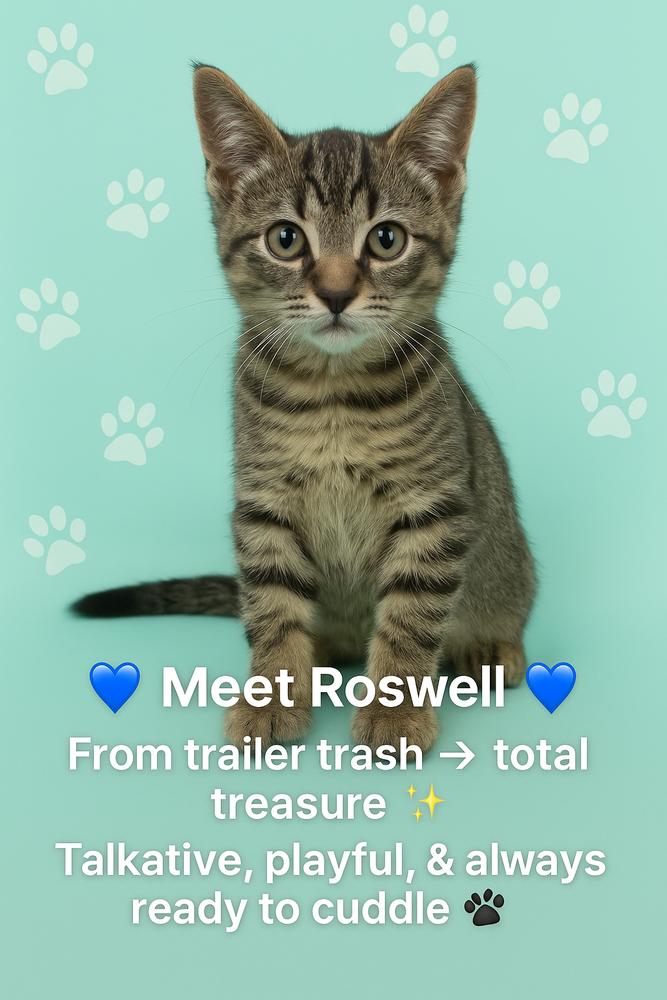 Roswell, Adoptable, Kitten Male Domestic Short Hair.
