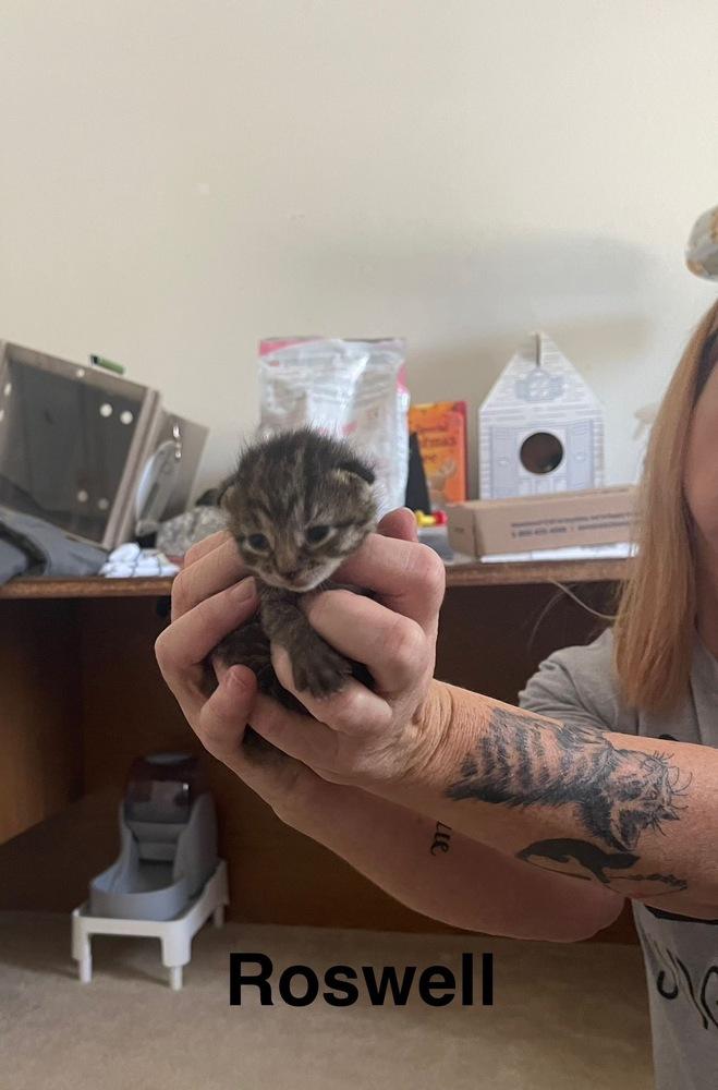 Enlarge Roswell, a Adoptable Domestic Short Hair in Lake Wylie, SC image 2/4