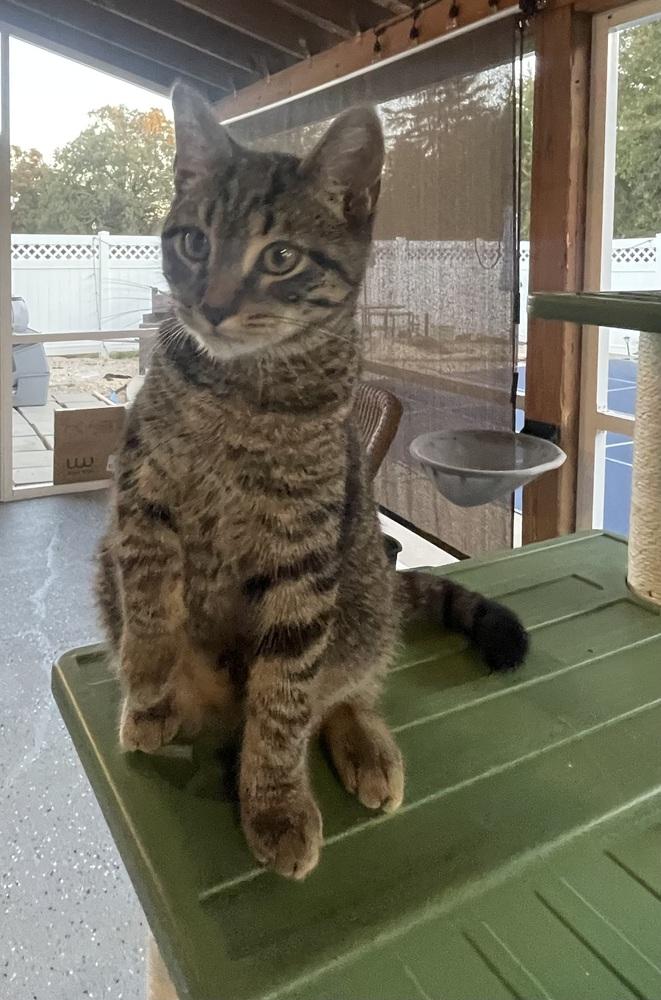 Enlarge Roswell, a Adoptable Domestic Short Hair in Lake Wylie, SC image 3/4