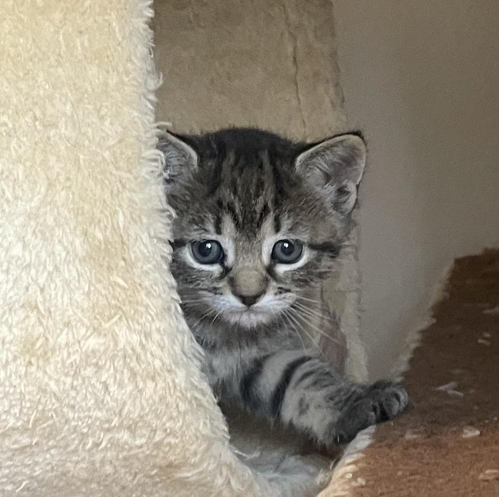 Enlarge Roswell, a Adoptable Domestic Short Hair in Lake Wylie, SC image 4/4