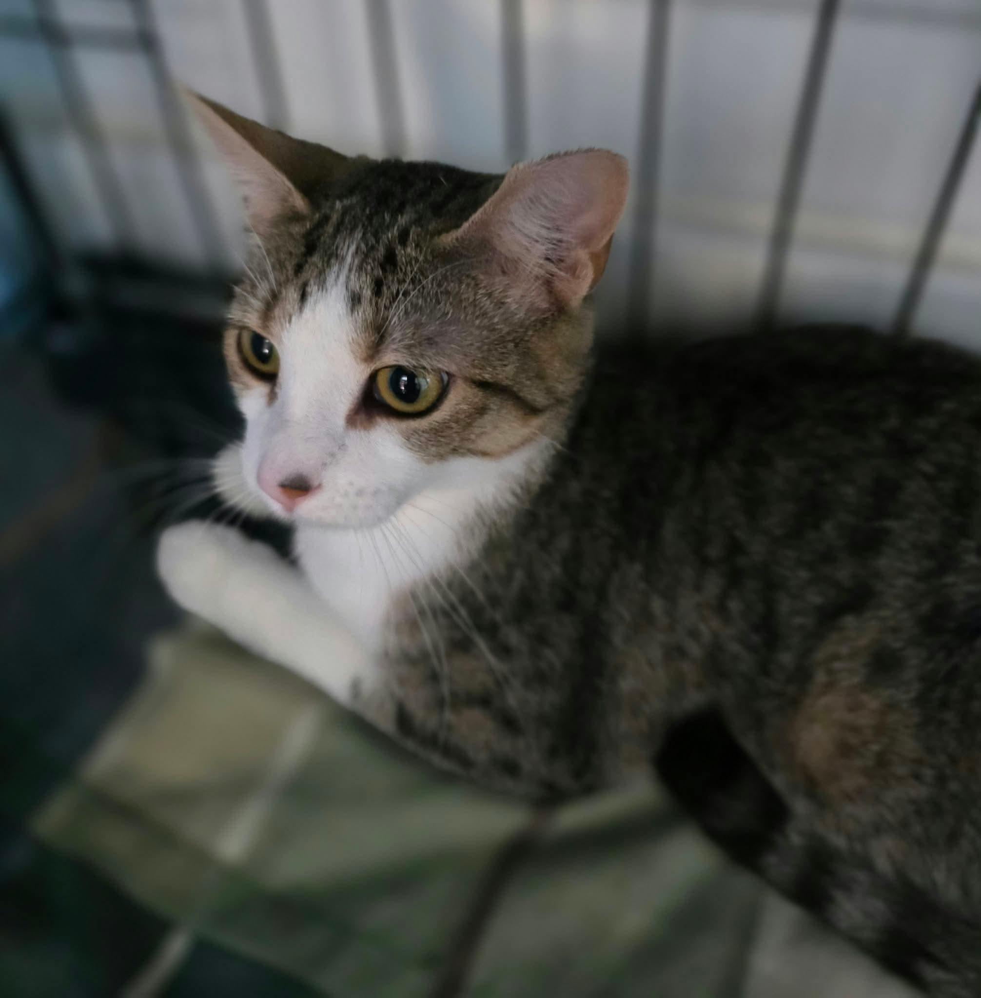 Enlarge Enya, a Adoptable Domestic Short Hair in Terrebonne, QC image 6/6