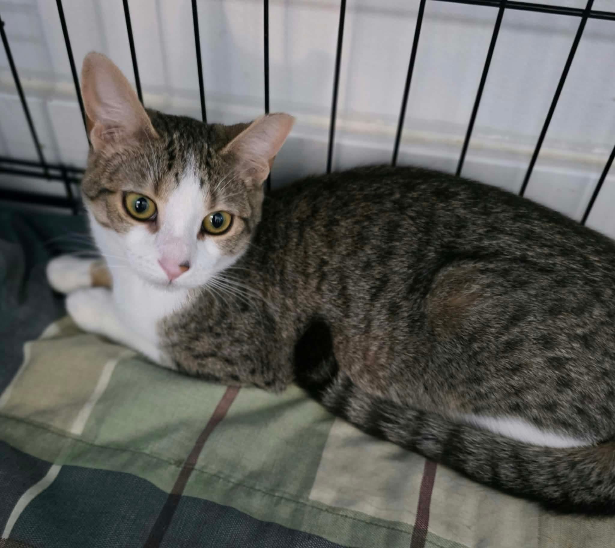 Enya, Adoptable, Young Female Domestic Short Hair.
