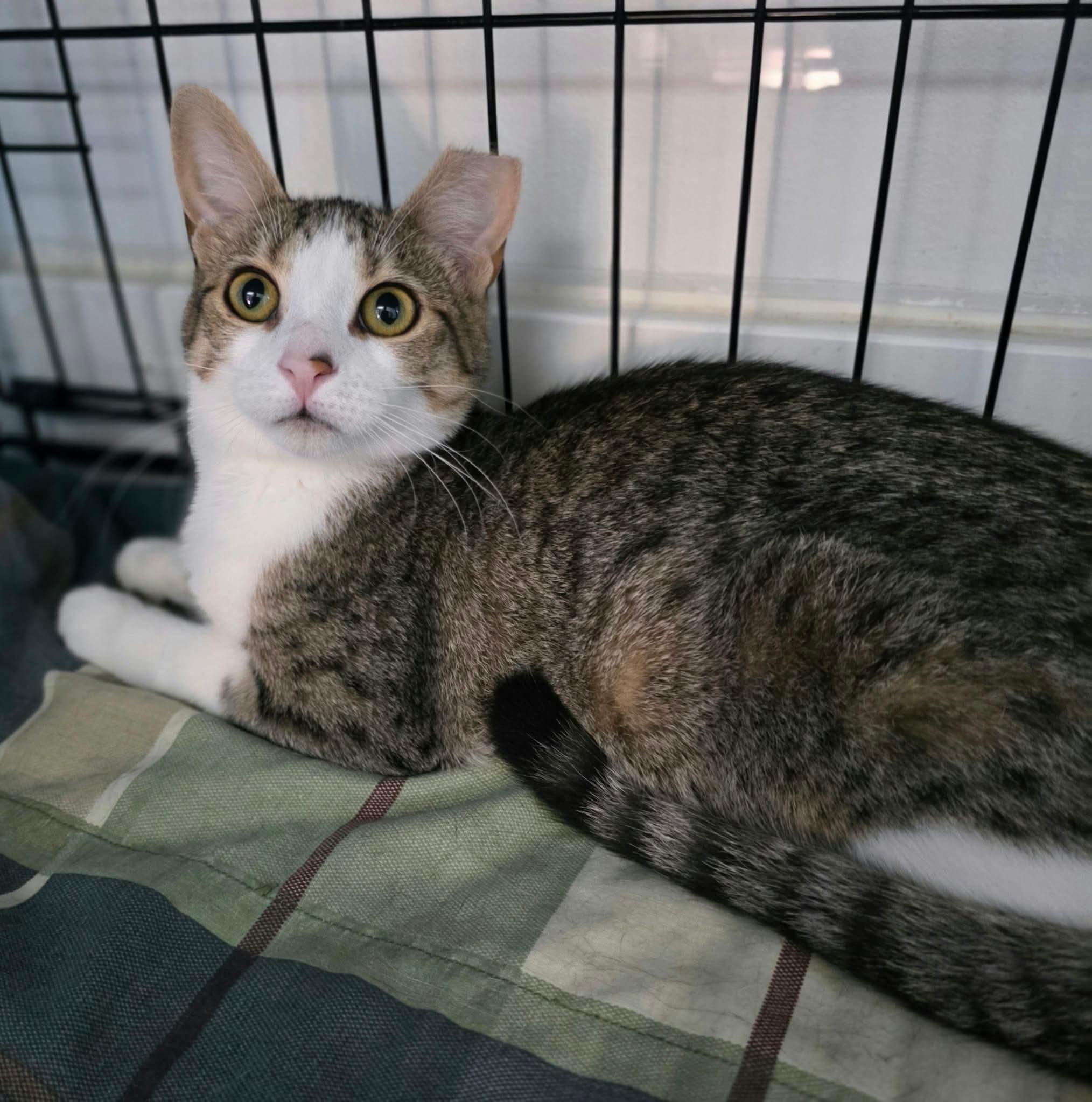 Enlarge Enya, a Adoptable Domestic Short Hair in Terrebonne, QC image 5/6