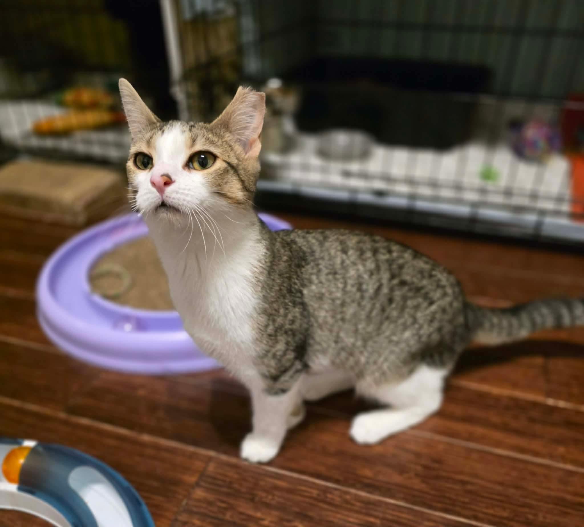 Enlarge Enya, a Adoptable Domestic Short Hair in Terrebonne, QC image 3/6