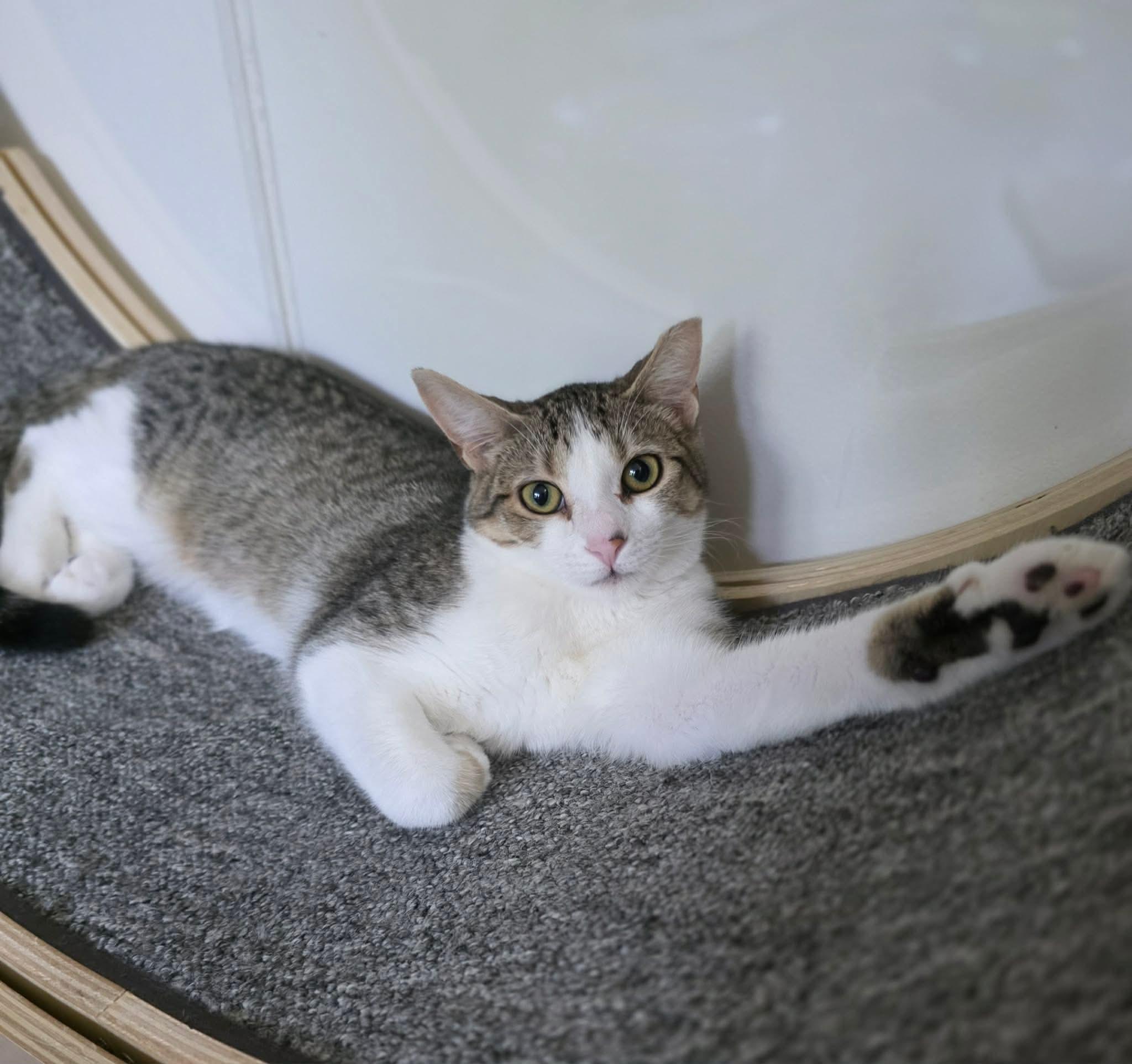 Enlarge Enya, a Adoptable Domestic Short Hair in Terrebonne, QC image 2/6