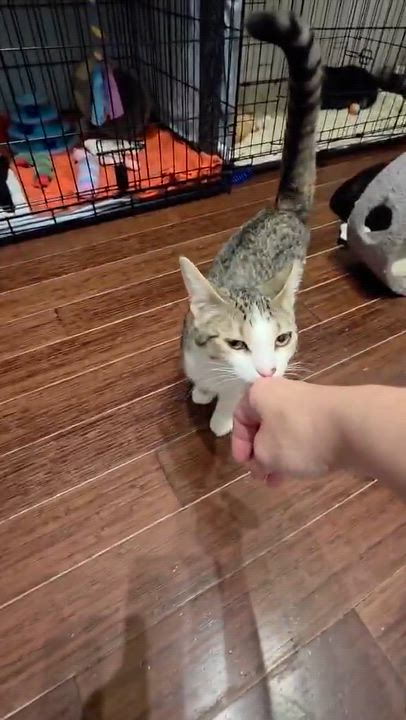 Enlarge Enya, a Adoptable Domestic Short Hair in Terrebonne, QC video 4/6