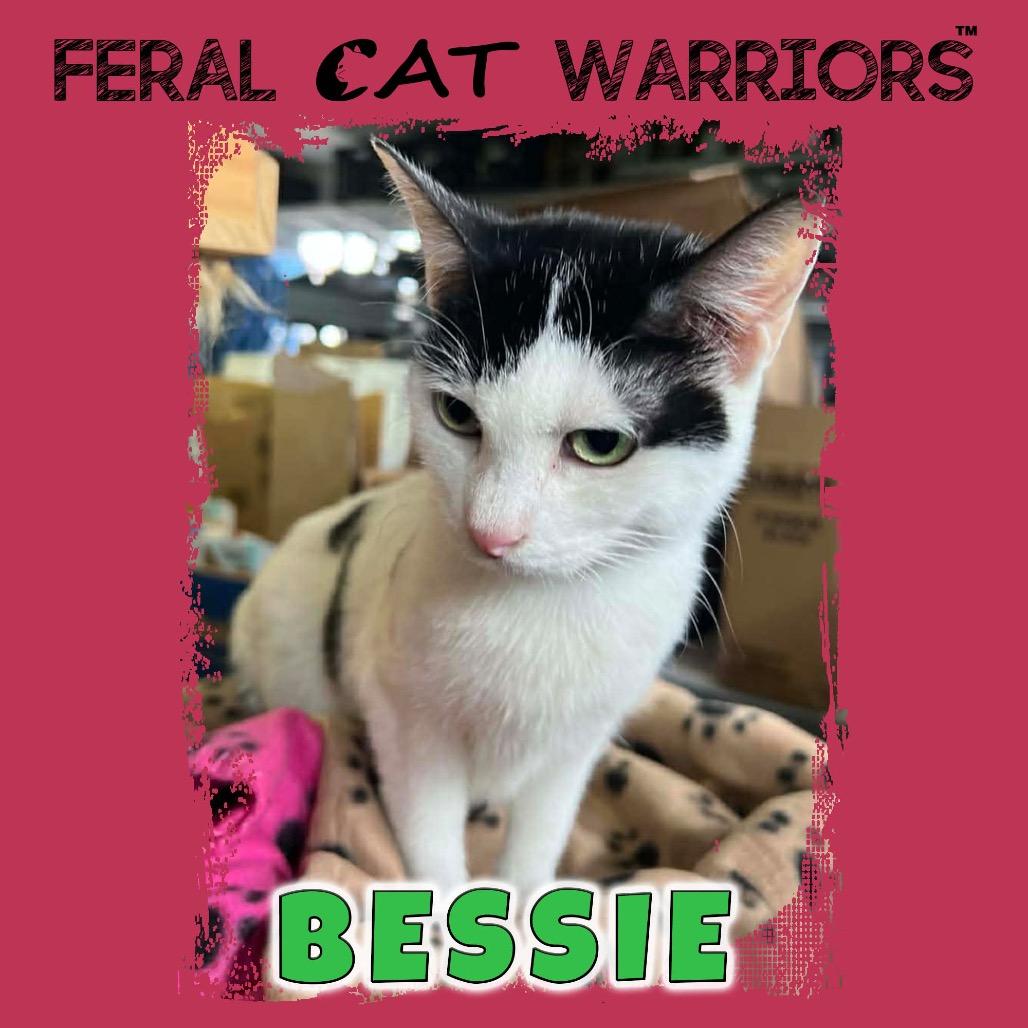 Bessie, Adoptable, Senior Female Domestic Short Hair.