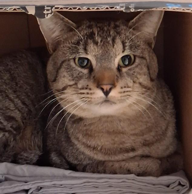 Enlarge JIMMY, a Adoptable Domestic Short Hair in Fort Walton Beach, FL image 1/1