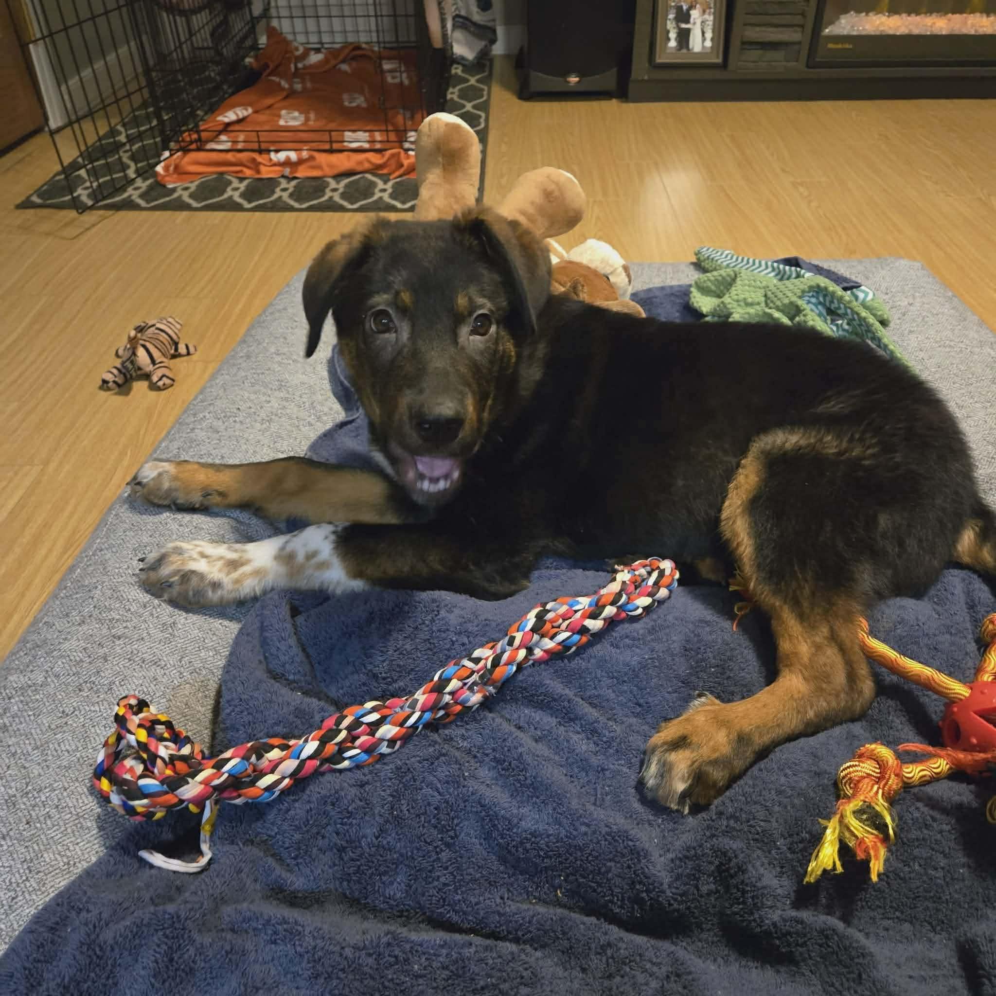Joe, Adoptable, Young Male Shepherd & Husky.