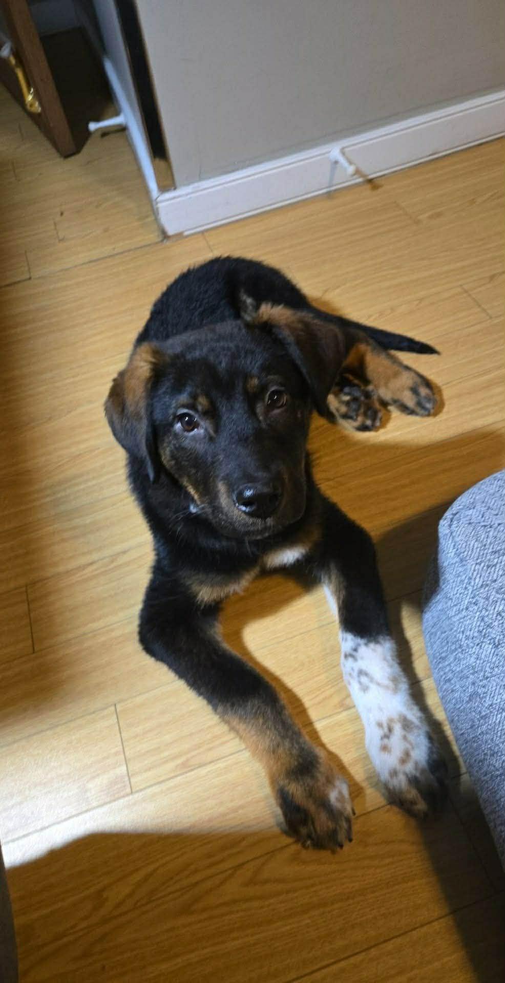 Enlarge Joe, a Adoptable mixed breed in Winnipeg, MB image 5/5