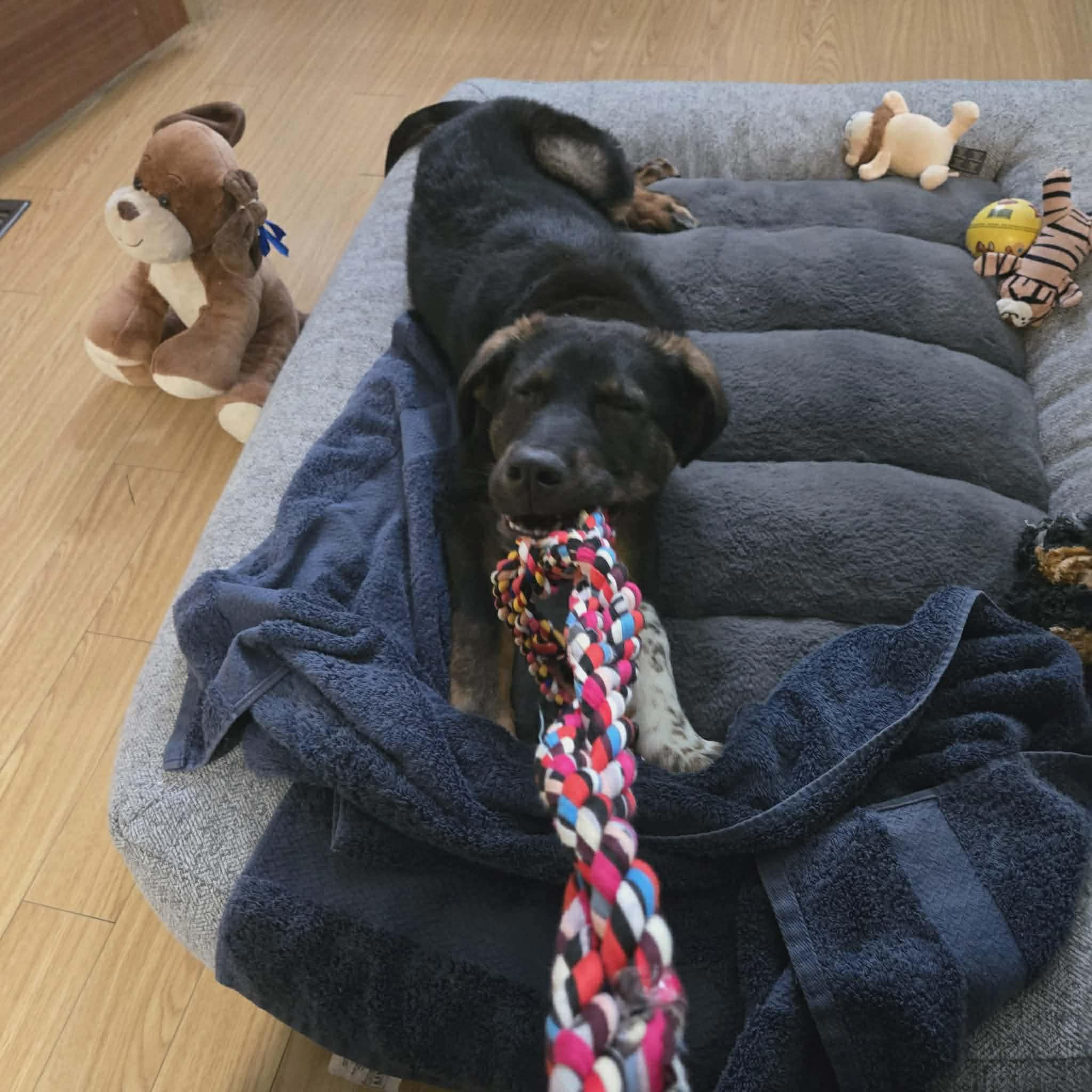 Enlarge Joe, a Adoptable mixed breed in Winnipeg, MB image 4/5