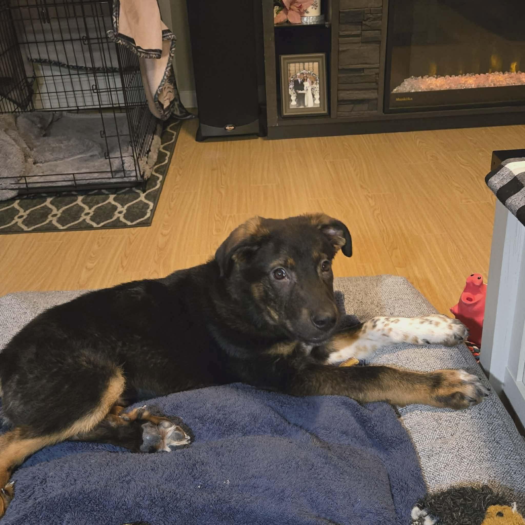 Enlarge Joe, a Adoptable mixed breed in Winnipeg, MB image 2/5