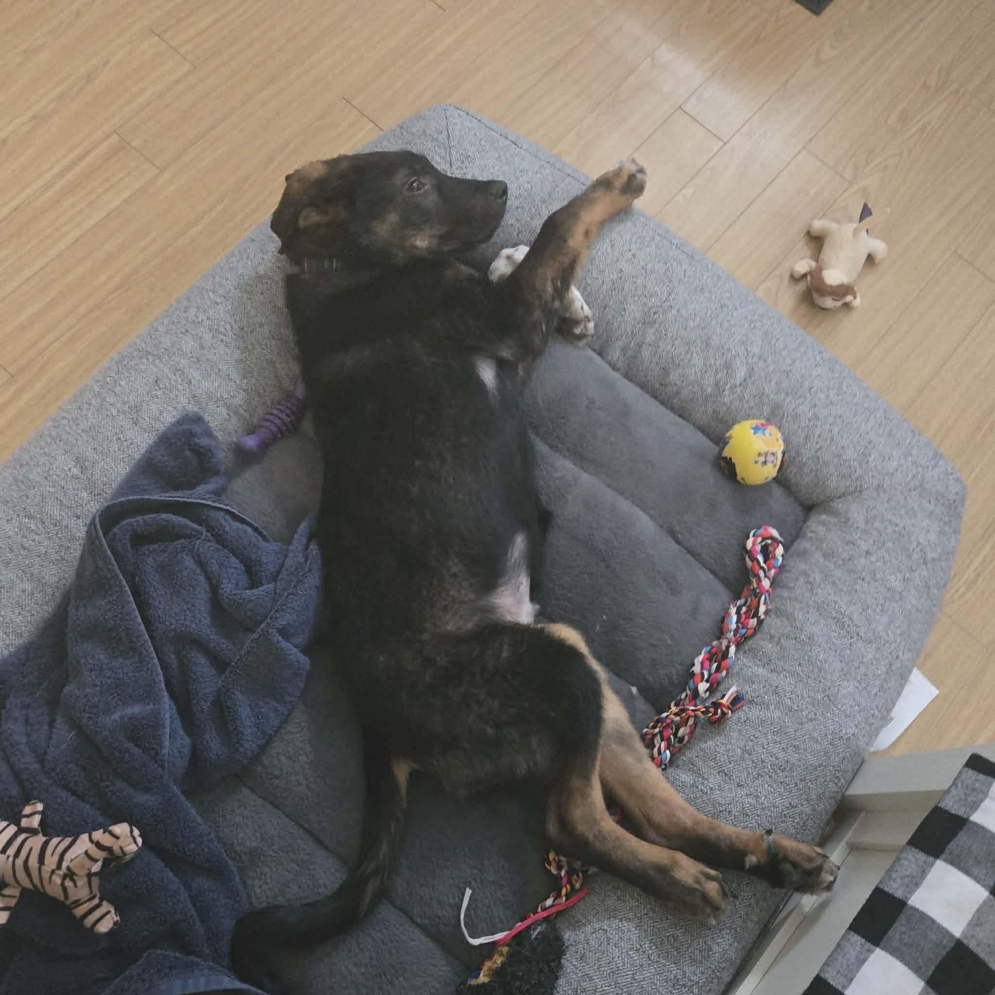 Enlarge Joe, a Adoptable mixed breed in Winnipeg, MB image 3/5