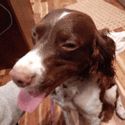 SADIE - 10748 - NE, Adopted, Adult Female Brittany Spaniel.