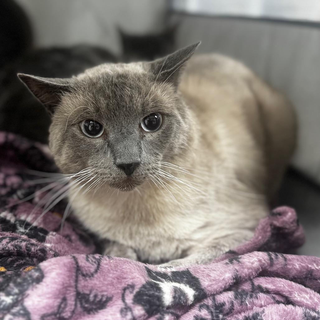 Enlarge Spencer, a Adoptable Domestic Short Hair in Starkville, MS image 1/1