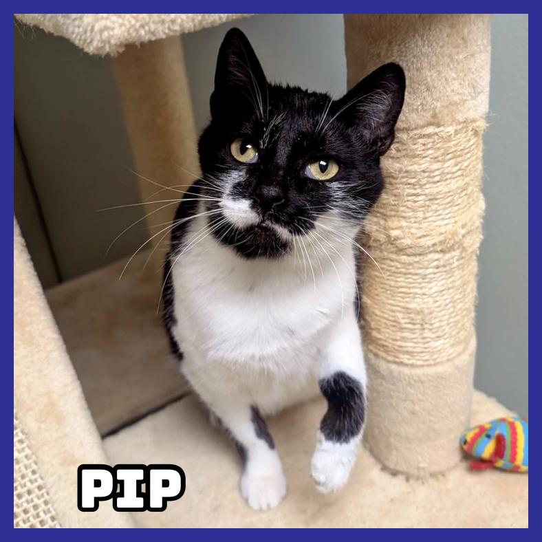 Enlarge Pip, a Adoptable Domestic Short Hair in Glenwood, MN image 1/1