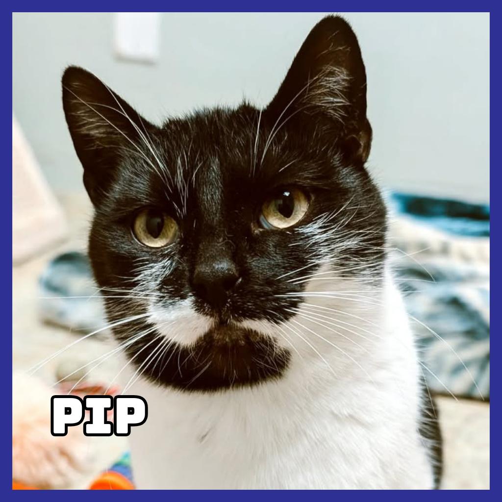 Pip, Adoptable, Adult Female Domestic Short Hair.
