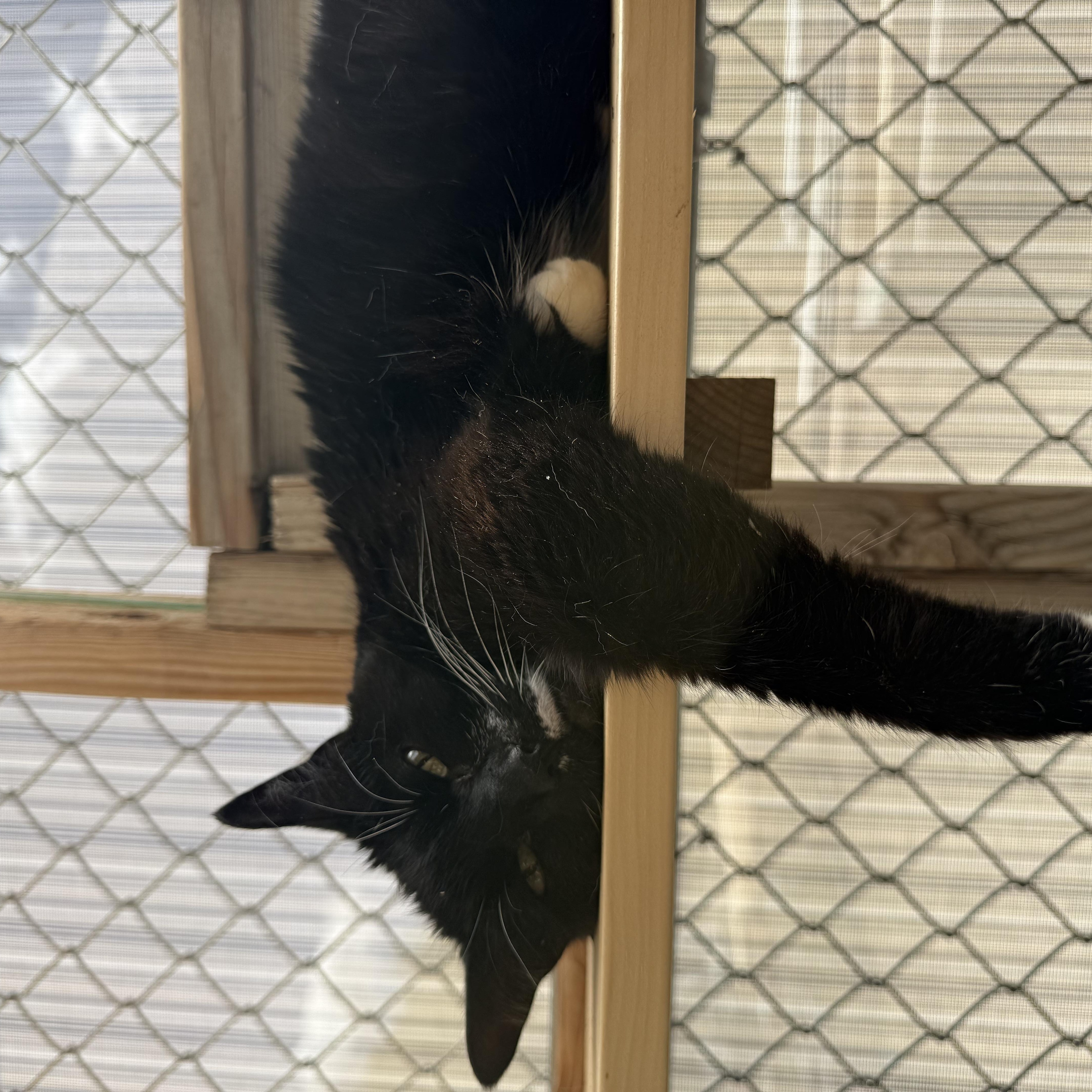 Enlarge Shelly, a ADOPTABLE mixed breed in Butte, MT image 3/4